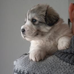 Great Pyrenees Puppies from Kings River Great Pyrenees