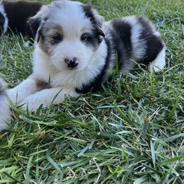 Flash - Blue merle male Australian Shepherd puppy in Paso Robles, California from DeClue Ranch Australian Shepherds
