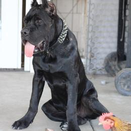 Cane Corso puppies from Valentina Cane Corso