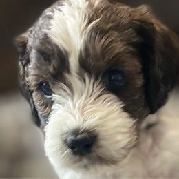 Cookie - Springerdoodle puppy from SpringerDoodles at the Beach