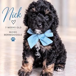 Nick - Tri-color male Bernedoodle puppy in Miami, Florida from Jade’s Paws & Co. Of Miami LLC