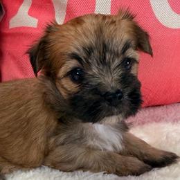 Magnolia - Tan female Morkie puppy in Stockbridge, Georgia from Jenn’s Georgia Morkies and Biewer Terriers