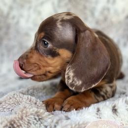 Dachshund Puppies from CSW Dachshunds
