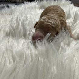 Zeus - Red  male Goldendoodle puppy in Arlington, Texas from Chambers Doodle Patch