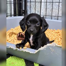 PINK - Black female Dachshund puppy in Liberty, Texas from Mini Chocolate Factory