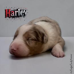 HARLEY - Red Merle Female - Red merle female Australian Shepherd puppy in Gainesville, Texas from Lady Luck Aussies