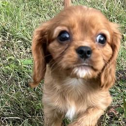 Cavalier King Charles Spaniels from Samantha McGregor