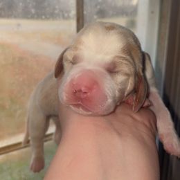 Teal Collar - Lemon and white female Basset Hound puppy in Callao, Virginia from Walk The Line Basset Hounds