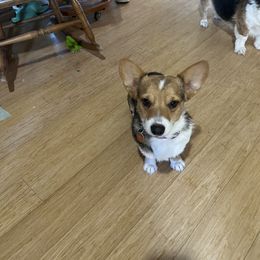 Itzy - Pembroke Welsh Corgi