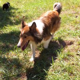 Anastasia - Shetland Sheepdog