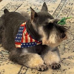 Duke - Miniature Schnauzer
