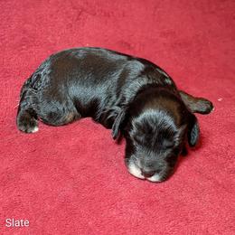 Slate - Black and white male Cockapoo puppy in Sunset, Louisiana from Cano Cockapoos