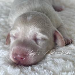 Blush - Cream female Dachshund puppy in Jena, Louisiana from Amy’s Mini Doxies