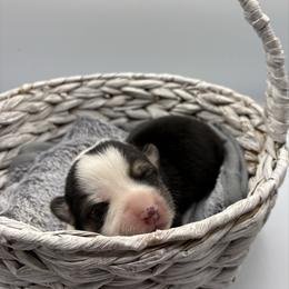 Teal Collar - Black and tan female Pembroke Welsh Corgi puppy in Abingdon, Virginia from Em-K Kennels