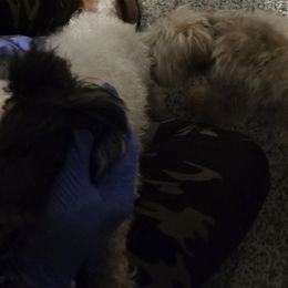 Yorkipoos and Yorkshire Terriers from Furrever Puppy Co.