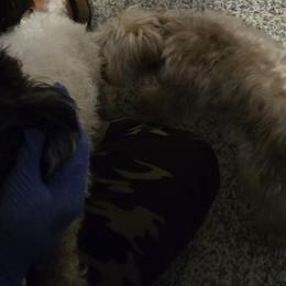 Yorkipoos and Yorkshire Terriers from Furrever Puppy Co.