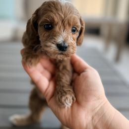 Bernedoodle, Goldendoodle, and Poodle Puppies from Beach Doodles