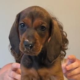 Red Boy 1 - Red male Dachshund puppy in Hickory, Kentucky from NanoDachs