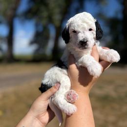 Lucchese - Parti male Poodle puppy in Ault, Colorado from The Peaks Premium Poodles