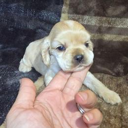 Baby boy - Buff male Cocker Spaniel puppy in Gate City, Virginia from Top Notch Cocker Spaniels