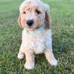 Arbor - Apricot male Goldendoodle puppy in Camden, North Carolina from Oopsie Doodles of NC