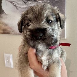 Honeymaren (maroon ribbon) - Salt and pepper female Miniature Schnauzer puppy in Floyd, Virginia from Little River Puppies