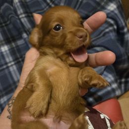 Boy 2 - Chocolate and tan male Dachshund puppy in Edinburg, Virginia from Hunter Lane Dachshunds