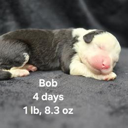 Boy 1 - male Old English Sheepdog puppy in Sutherlin, Oregon from Sapphire Eyes Sheepdogs