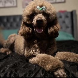 JJ - Brown male Poodle puppy in Marianna, Florida from The Pooch Palace LLC