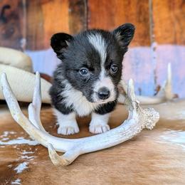 Niles Crane - Brindle and white male American Corgi puppy in Shawnee, Oklahoma from Sunray Ranch