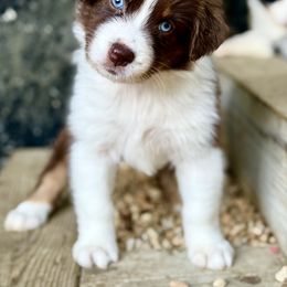 Diana - Red tri-color female Australian Shepherd puppy in Putnam County, New York from Highland Haven Australian Shepherds