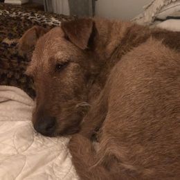 Wags - Irish Terrier
