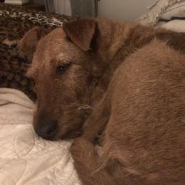 Wags - Irish Terrier