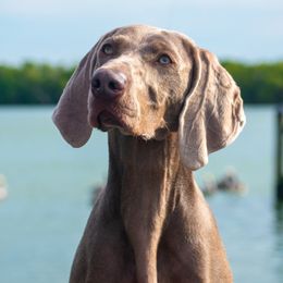 Pizza - Weimaraner