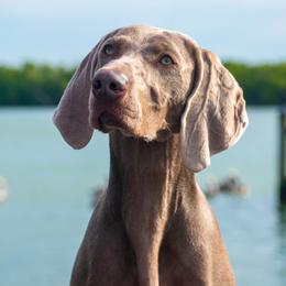 Pizza - Weimaraner
