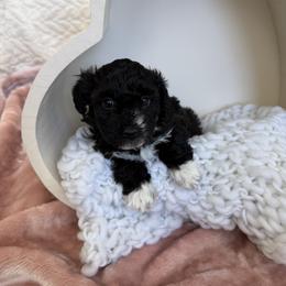 Blacky - Black male Havapoo puppy in Pleasant Grove, Utah from Snuggle Buddies