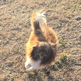 Brooklynn - Pomeranian