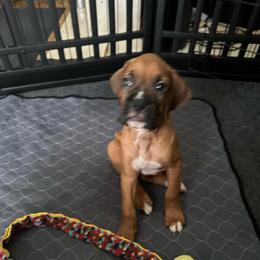 Boy 3 - Fawn male Boxer puppy in Lakeland, Florida from Cote's Boxers