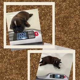 Bella - Red female Shih Tzu puppy in Lakewood, California from GariTzu Kingdom