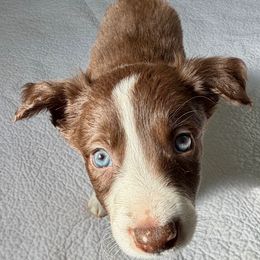 Toby - White and red male Border Collie puppy in Rickman, Tennessee from Roaring River Border Collies