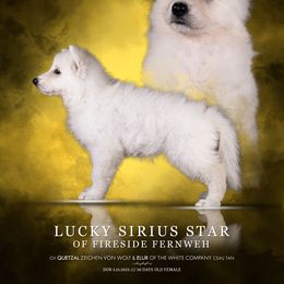 Lucky Sirius Star of Fireside Fernweh - White female Berger Blanc Suisse puppy in Chestnut, Illinois from Fireside Fernweh