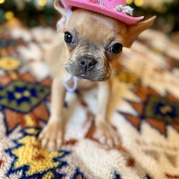 French Bulldog puppies from Southern Class Frenchies