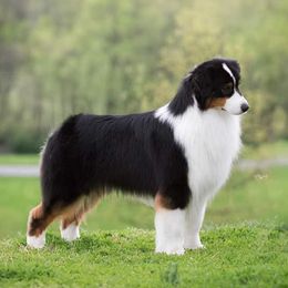 Australian Shepherds from Riverstone