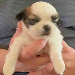 Levi - Red and white male Shih Tzu puppy in Parma, Ohio from D's DeVine Shih-Tzu