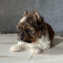 Roscoe - Parti male Yorkshire Terrier puppy in Pana, Illinois from Lucky Star Yorkies