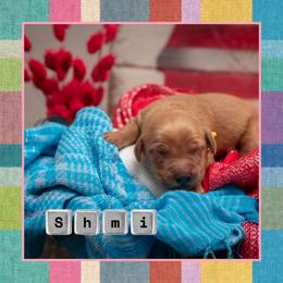 Shmi - Dark golden female Golden Retriever puppy in Driggs, Idaho from SK Golden Retrievers