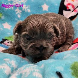 Lilac Girl 1 - Lilac female Shih Tzu puppy in Oakville, Washington from Garrard Creek Shih Tzus
