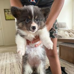 Full fluffy Vera - Blue female Pembroke Welsh Corgi puppy in Decatur, Texas from Bar S Corgis