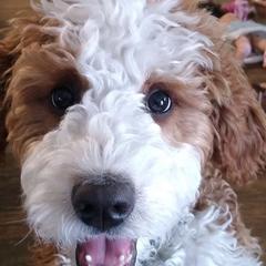 Goldendoodles and Sheepadoodles from Northwood Doodles