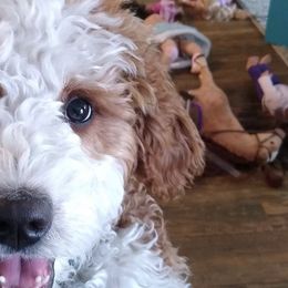 Goldendoodles and Sheepadoodles from Northwood Doodles